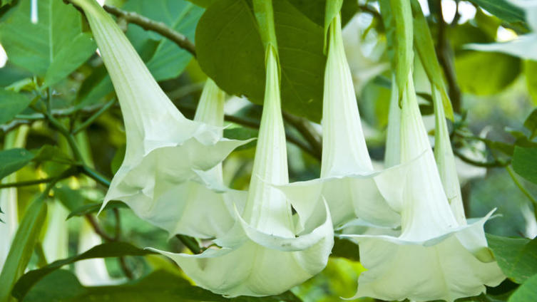 Дурман индийский или Цветок смеха