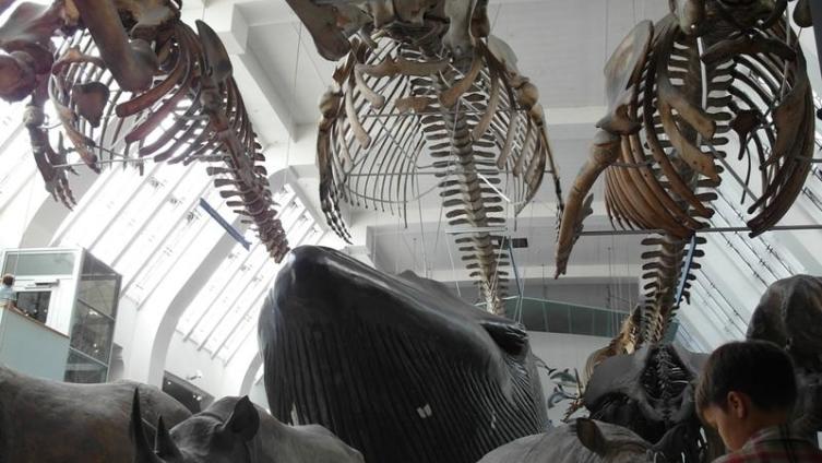 В музее естествознания, Лондон