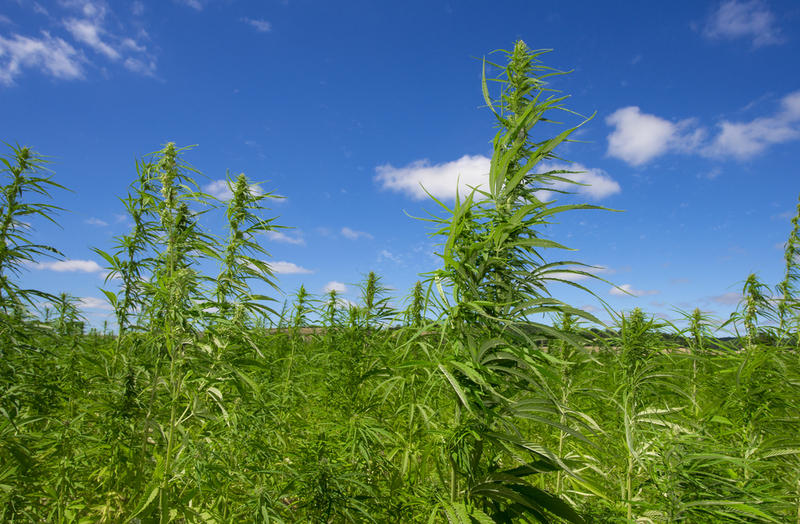Конопля кормовое растение калифорнии легализовали марихуану