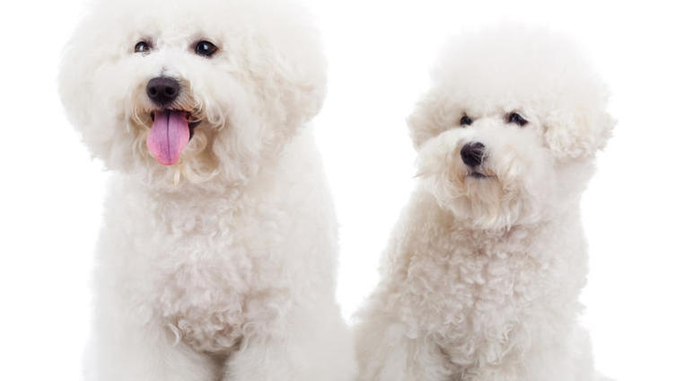 Каких собак называют «сладкой ватой»? История породы бишон фризе