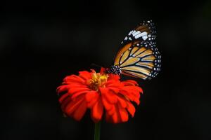 Чем привлекательна чёрная бабочка одиночества?