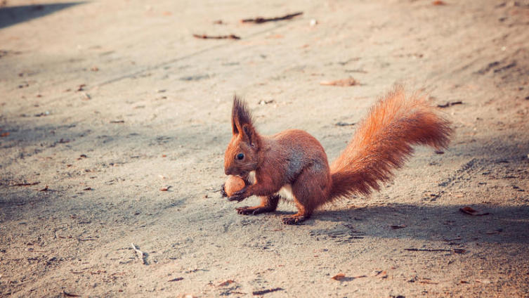 Грецкий орех. В чем его целительная сила?