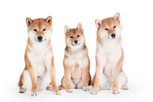 Криптовалюта догкойн (dogecoin). Как «собакоденьги» стали одной из самых популярных криптовалют?
