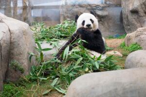Большая панда. Как было обнаружено это удивительное животное?