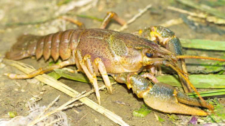 Как раки рапространялись в России?