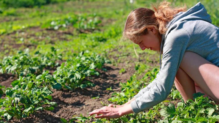Проволочник. Когда начать борьбу с этим коварным вредителем?