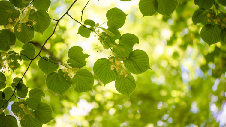 На 1 гектаре липового леса распускается  около полутора тонн цветков с запасом нектара