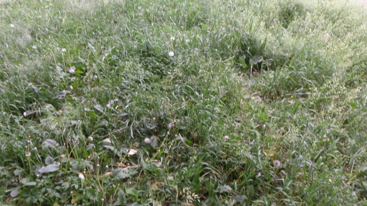 Трава до бритья выглядит немного лохмато. Непорядок. 