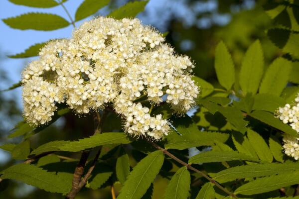 Начала рябина цвести, пора высаживать помидоры и огурцы