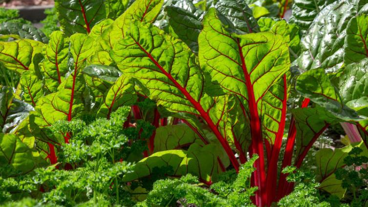 Чем хороша листовая свекла Мангольд и как её выращивать?