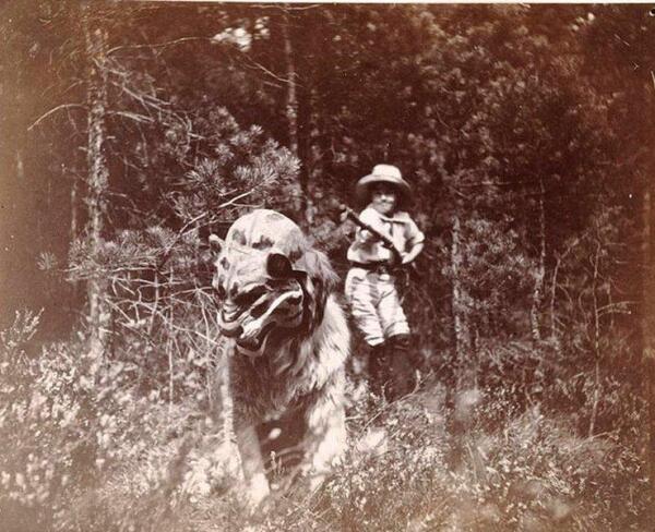 Сенбернар Портос в маске тигра.  