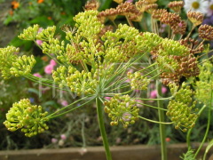 Всем с детства знакомые «зонтики»...