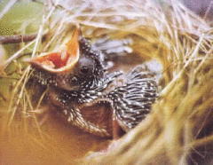 Как без кукушки узнать, сколько осталось жить?