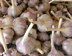 Полезный и вкусный, чеснок знаком и дорог всем... кроме нечисти всякой Полезный и вкусный, чеснок знаком и дорог всем... кроме нечисти всякой