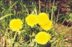 «...Вином из одуванчиков торгуют на углу...» «...Вином из одуванчиков торгуют на углу...»