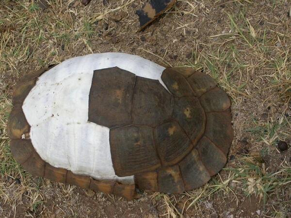 Под отпавшими роговыми щитками черепахи видны костные пластины.