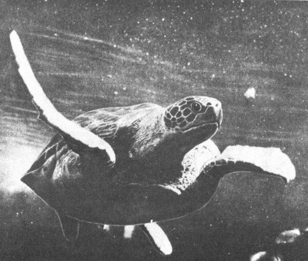 Зелёная морская черепаха.