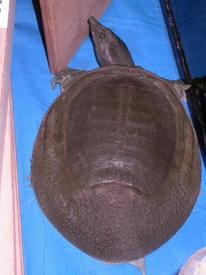 Мягкотелая черепаха Pelodiscus.