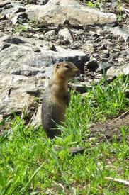 Любимая поза – встать столбиком
