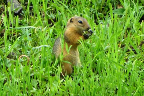 Имуранг среди травы