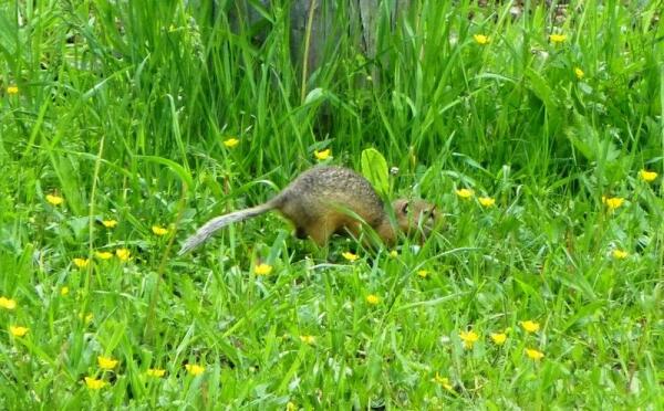 Здесь он на мини-кенгуру похож
