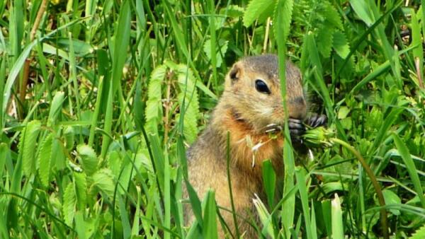 А лапки как будто в перчатки кожаные одеты
