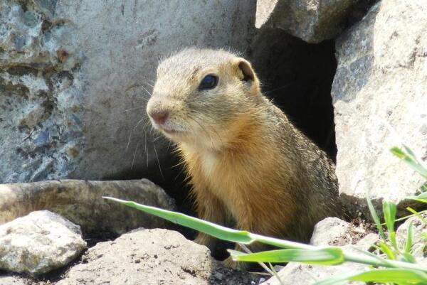 Как выскочу, как выбегу…