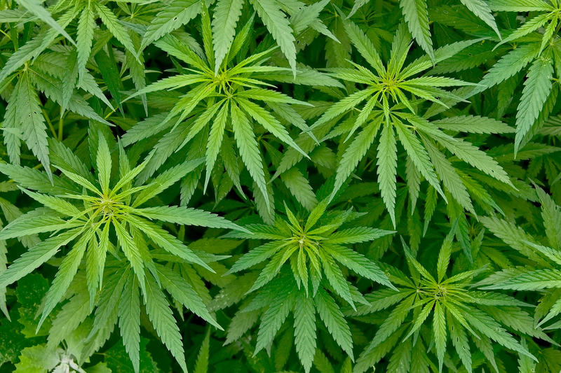 Фамилия конопля марихуана сайт семена