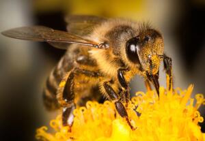 Сколько живет пчела?