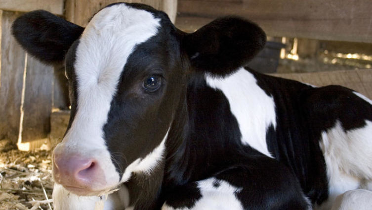 За что мы любим своих четвероногих питомцев?