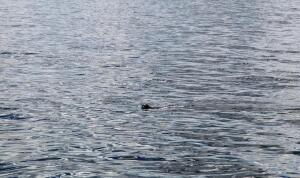 Живут ли в Байкале тюлени? Байкало-Иркутские зарисовки
