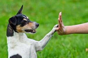 Как обучить собаку командам?