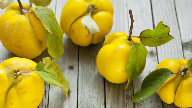 Айва - яблоко раздора, плод любви или символ здоровья?