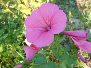 Лаватера - очаровательная сестра мальвы. Чем она хороша?