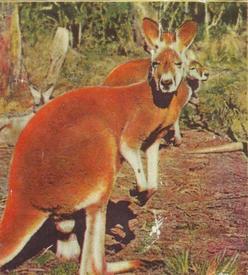 Рыжий кенгуру