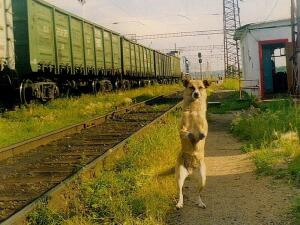 Может ли собака ходить как человек?