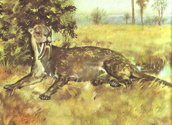 Сумчатый тигр