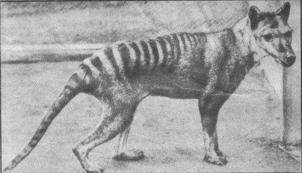 Сумчатый волк в зоопарке