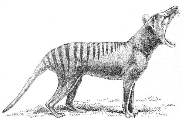 Пасть - просто загляденье