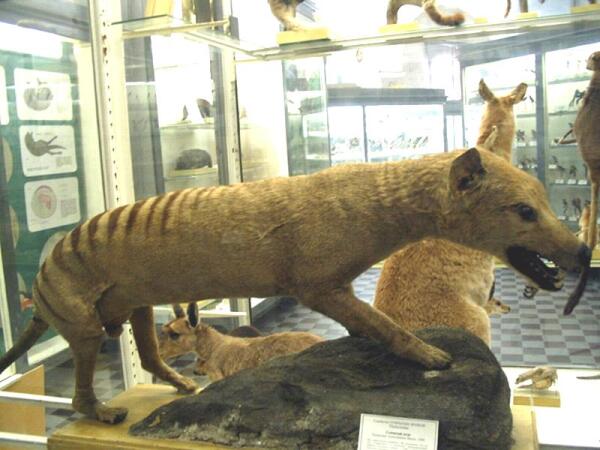 Чучело сумчатого волка в музее
