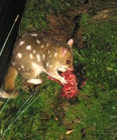 Сумчатая куница