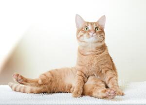 Вибриссы – это своего рода высокочувствительные рецепторы с большой воспринимающей поверхностью.