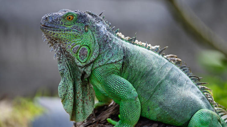 Игуана