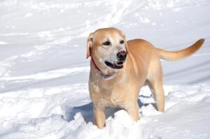 Пет-терапия. Нужна ли она?