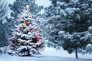Почему ель – новогоднее и рождественское дерево?