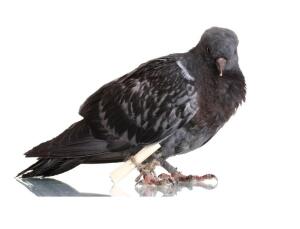 Как работала голубиная почта?