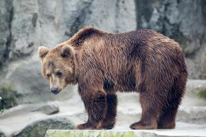 Что хотят увидеть и купить иностранные туристы в России?