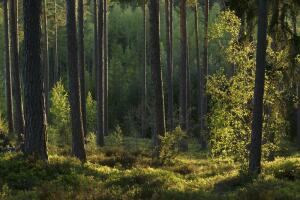 Тайна танцующего леса. Бывают ли чудеса в реальной жизни?