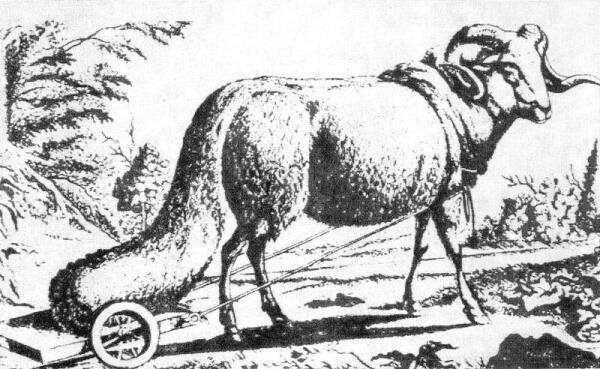 Длинножирнохвостая овца на картине XVII века.