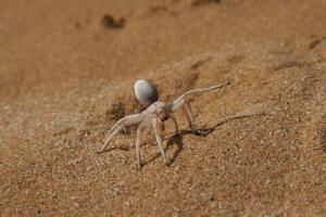 Кто живёт в песках пустыни Намиб?